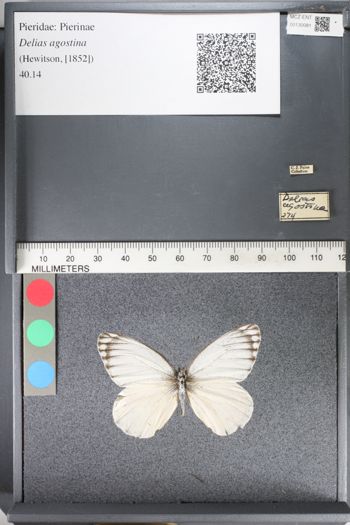 Media type: image;   Entomology 130081